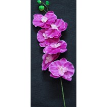 Orchid Dark Purple