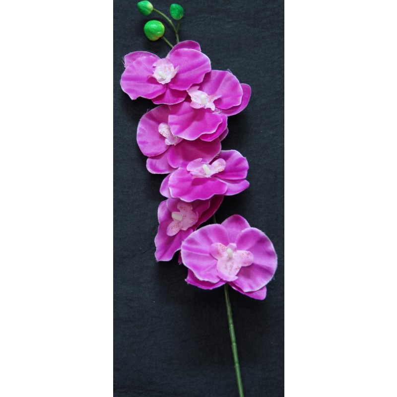 Orchid Dark Purple