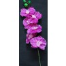 Orchid Dark Purple