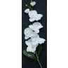 Orchid White
